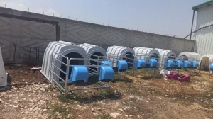 Buzağı Kulubesi - 2