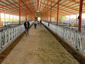 Feed Fronts For Cattle - 5