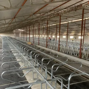 Adjustable Cattle Free Stalls