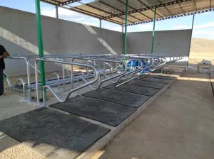 Adjustable Cattle Free Stalls - 3