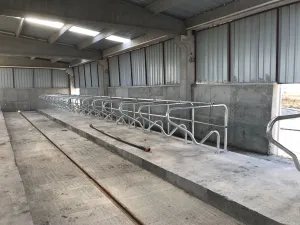 Adjustable Cattle Free Stalls - 4