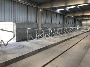 Adjustable Cattle Free Stalls - 5