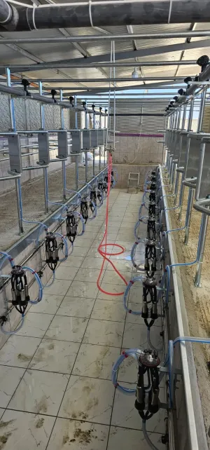Milking Parlour - 2