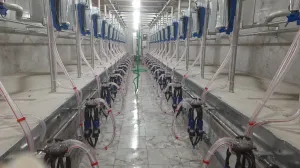 Milking Parlour - 10